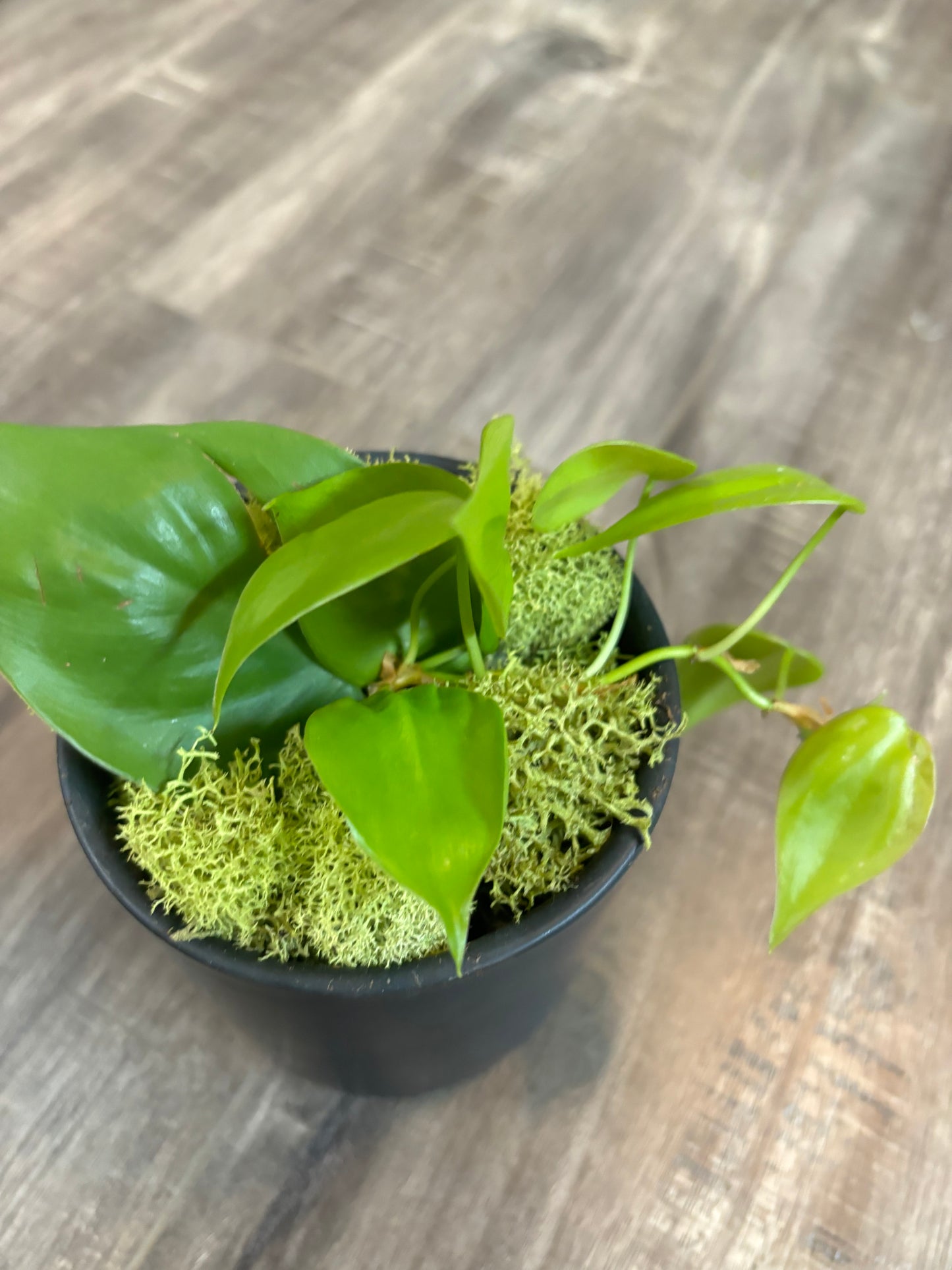 Lemon Lime Philodendron in Black Ceramic Pot