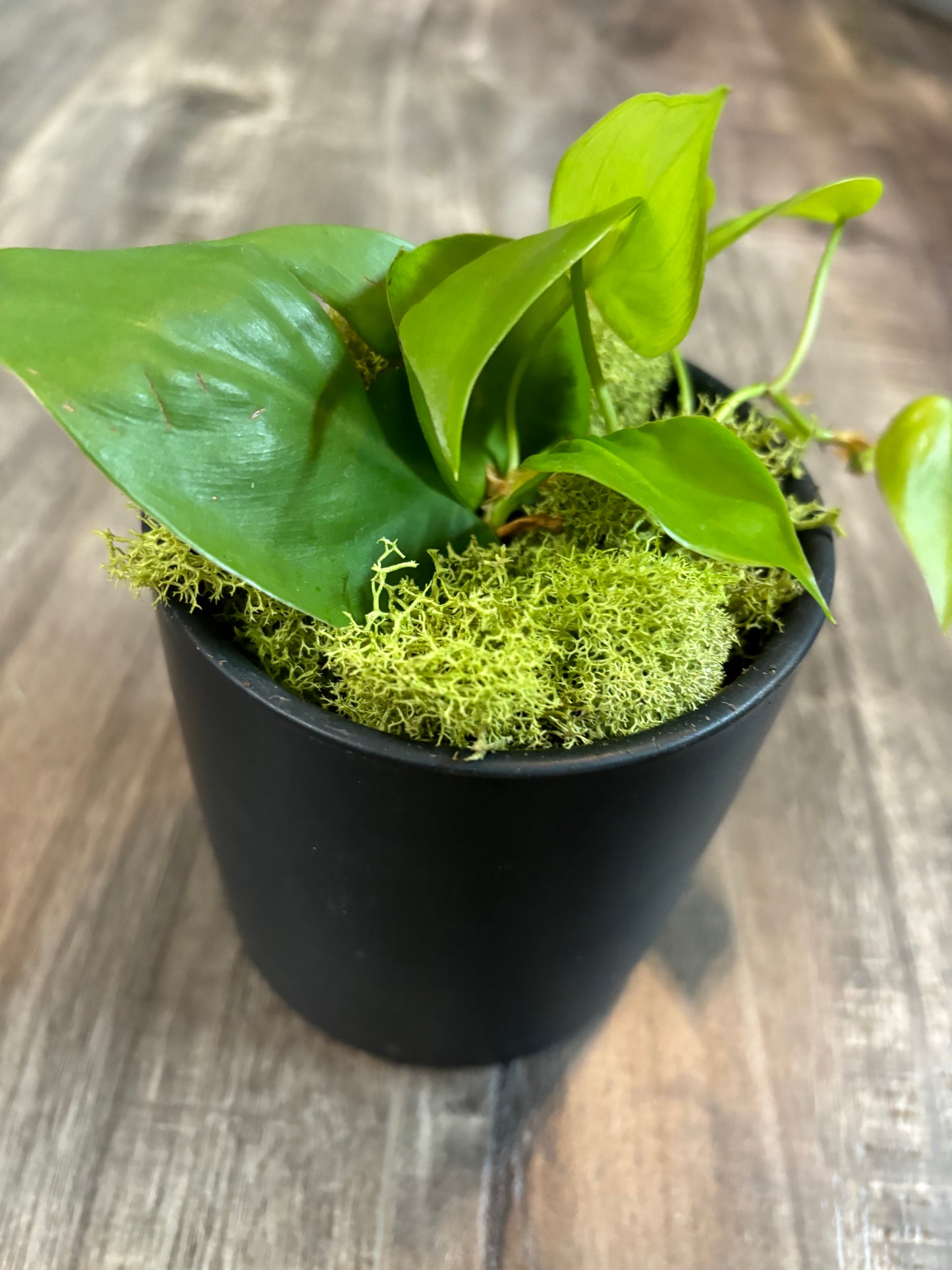 Lemon Lime Philodendron in Black Ceramic Pot