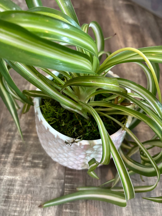 Potted 'Bonnie' Spider plant