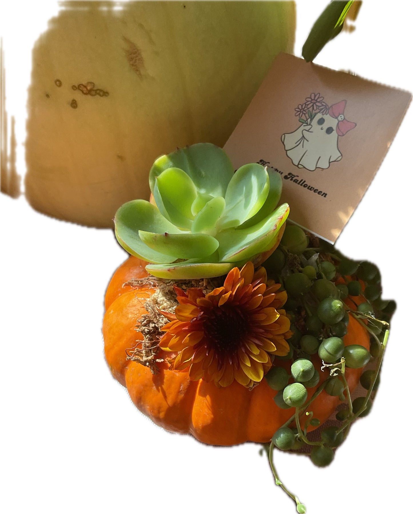 Desktop Mini Succulent Pumpkin