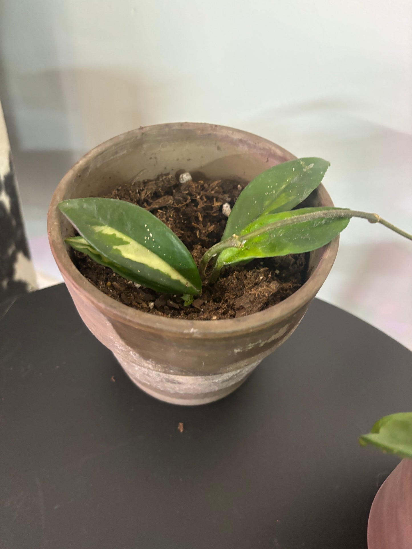 Hoya