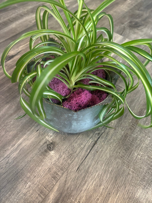 Small Galvanized Metal Tulip Pot with Spider Plant Bonnie