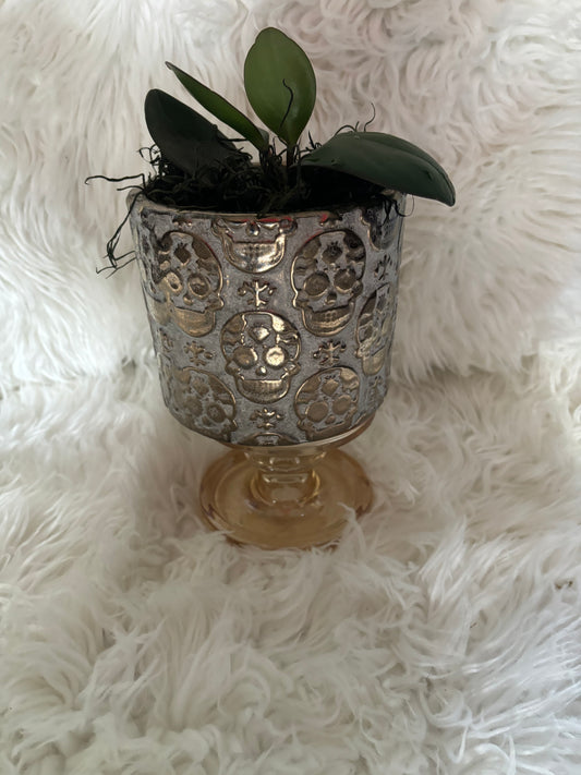 Skull Planter with Peperomia Clusifolia Red Margin