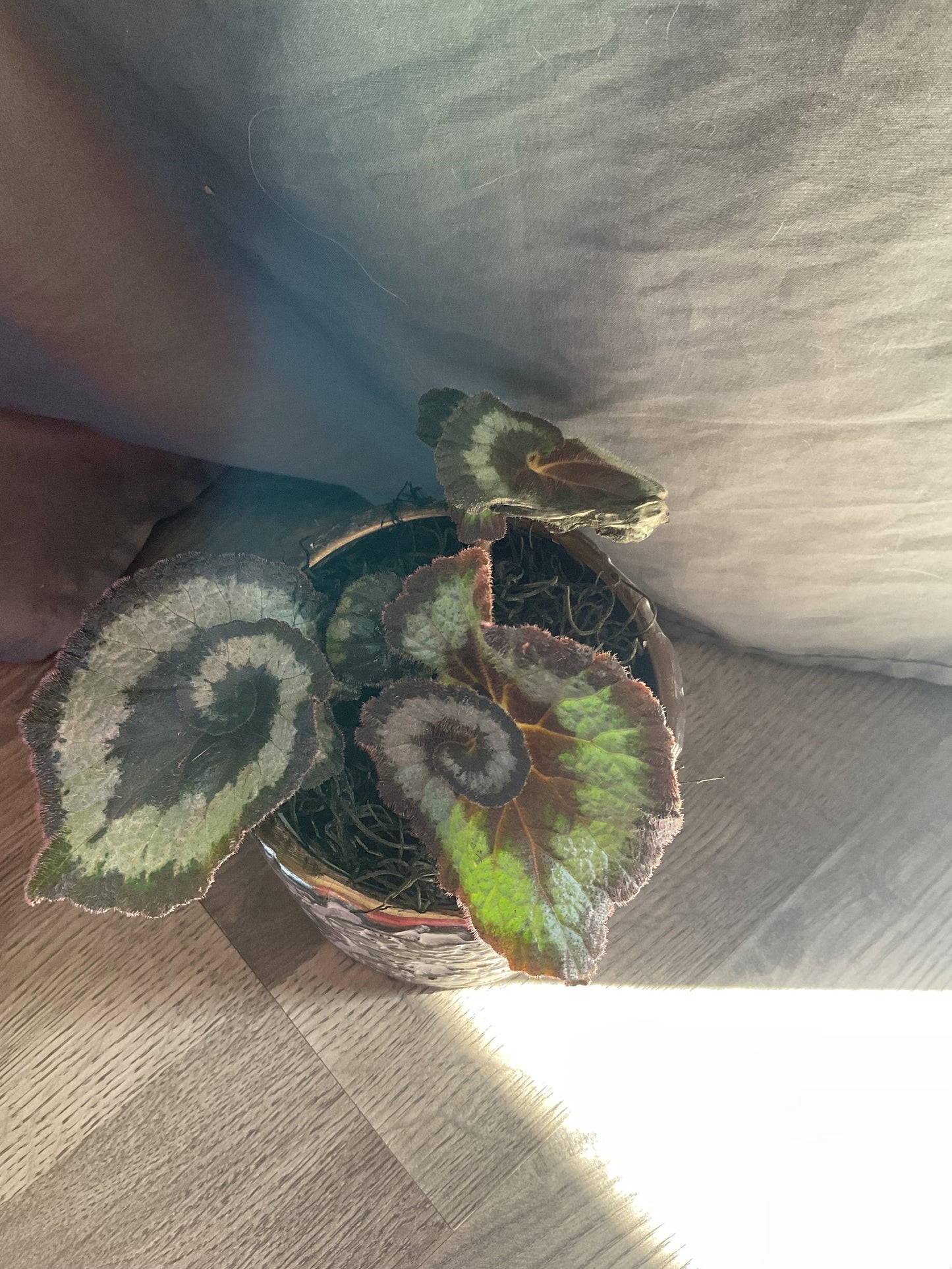 Skull Planter with Escargot Begonia