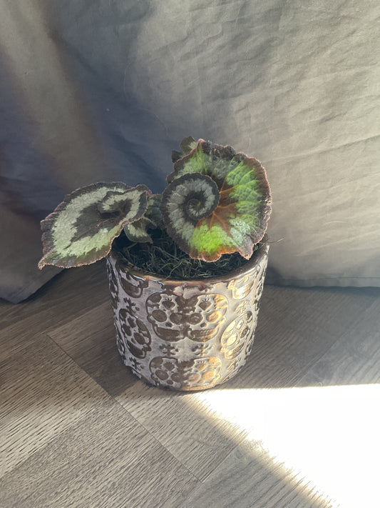 Skull Planter with Escargot Begonia