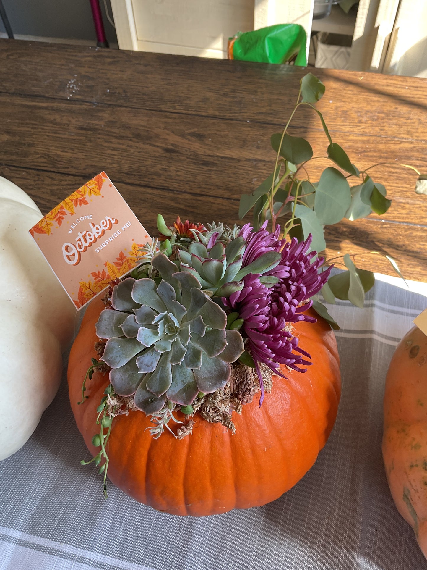 Pumpkin Succulent Small 6"