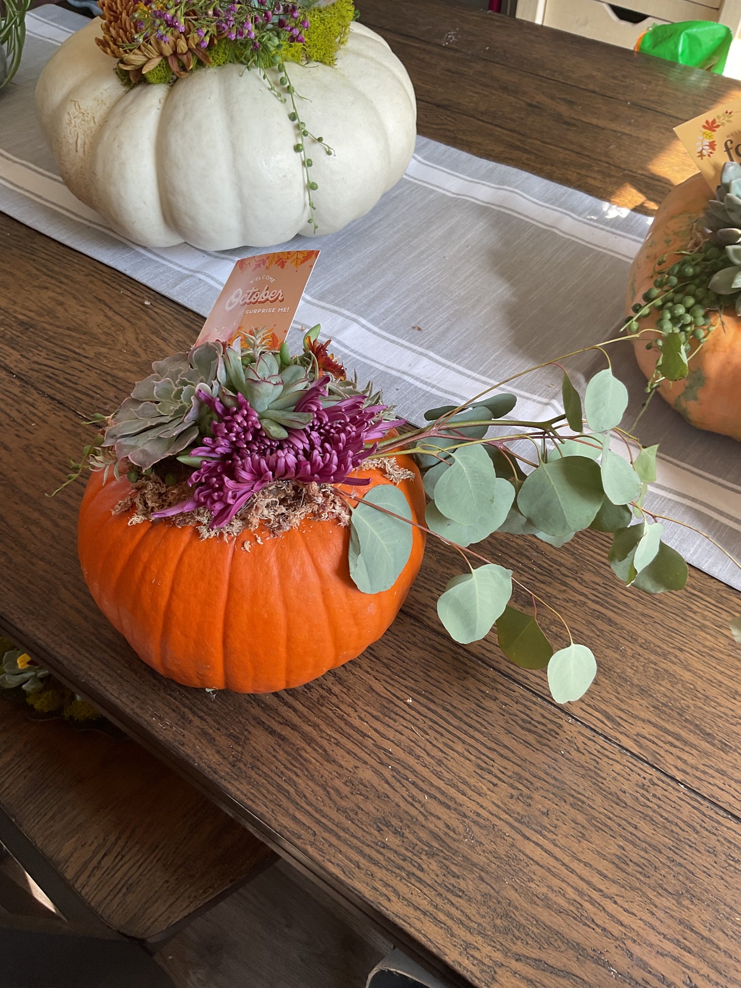 Pumpkin Succulent Small 6"