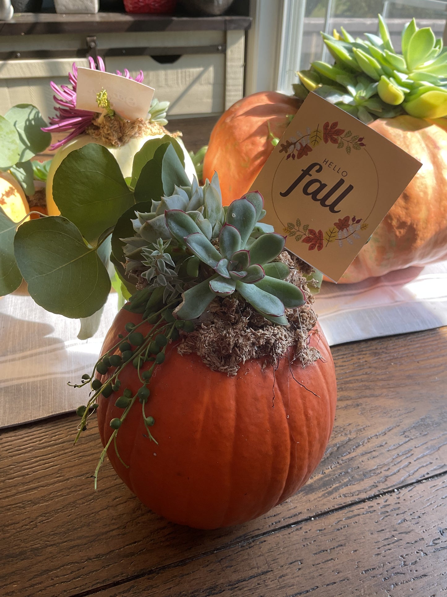 Pumpkin Succulent Large 10"