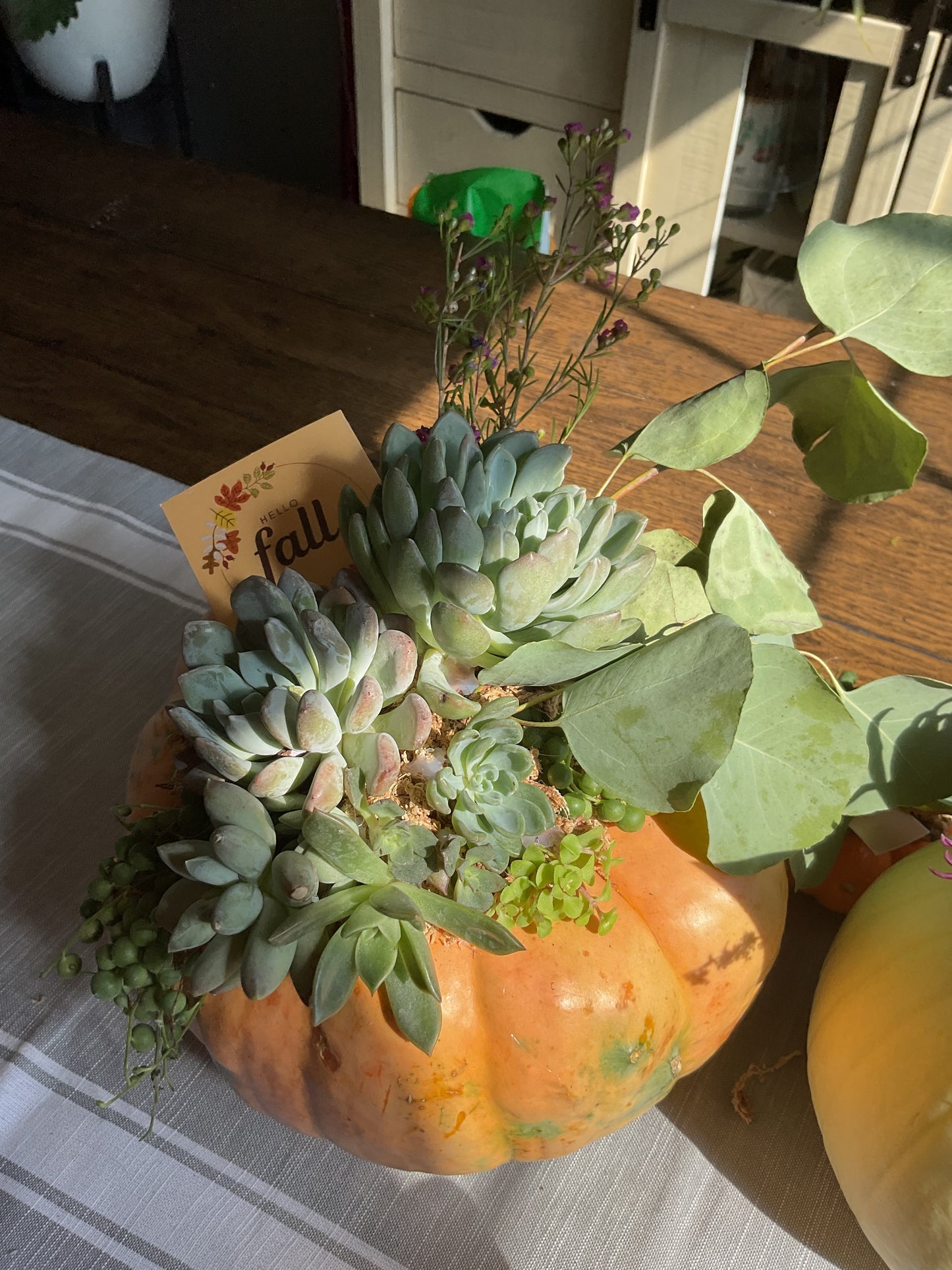 Pumpkin Succulent Small 6"