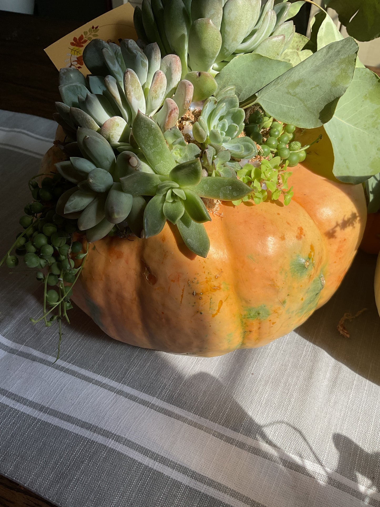 Pumpkin Succulent Small 6"