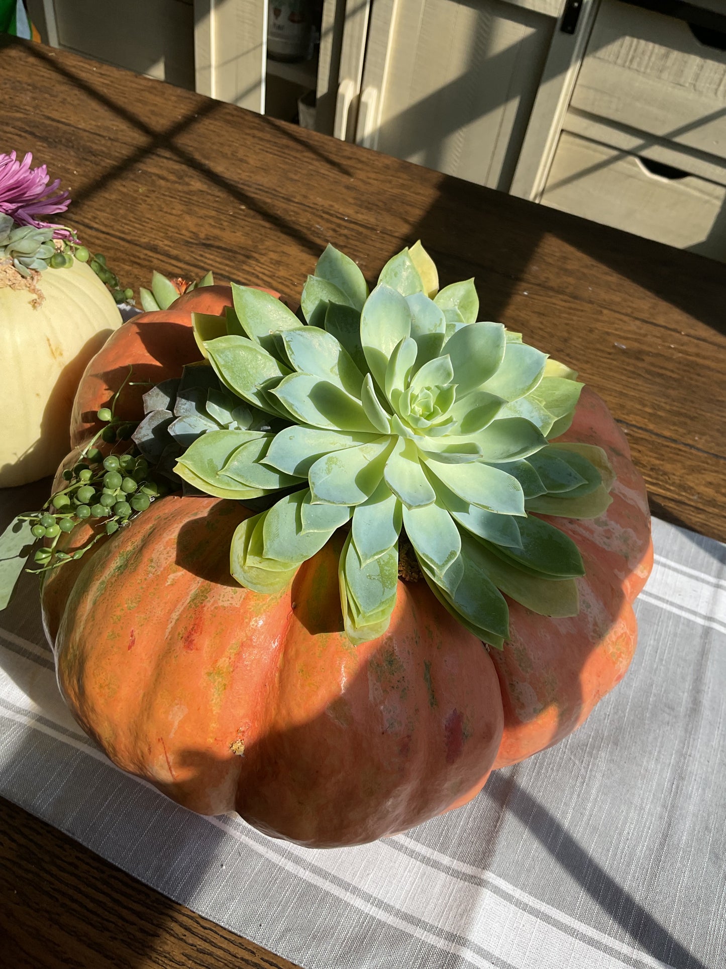 Pumpkin Succulent Large 10"
