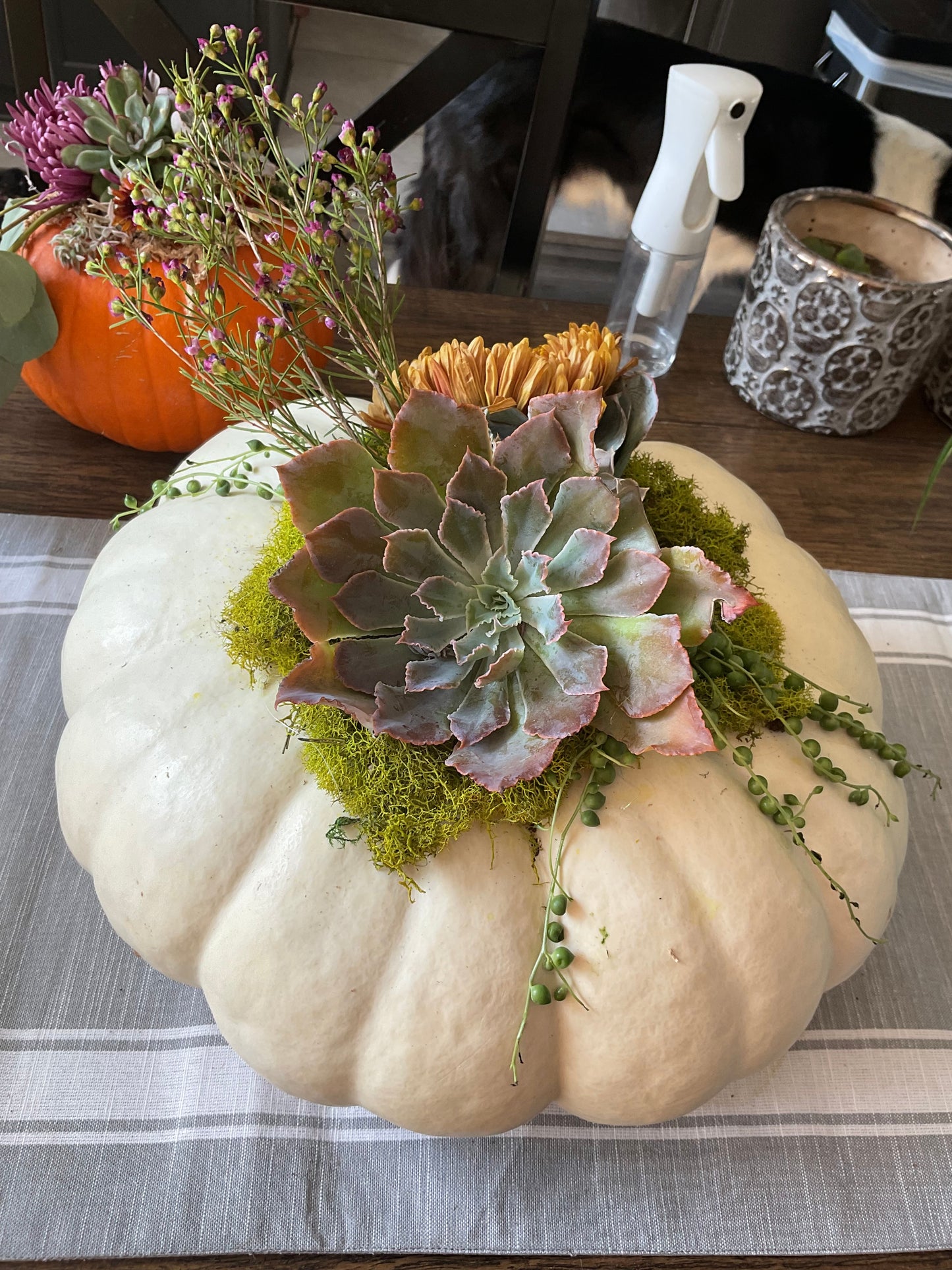Pumpkin Succulent Large 10"