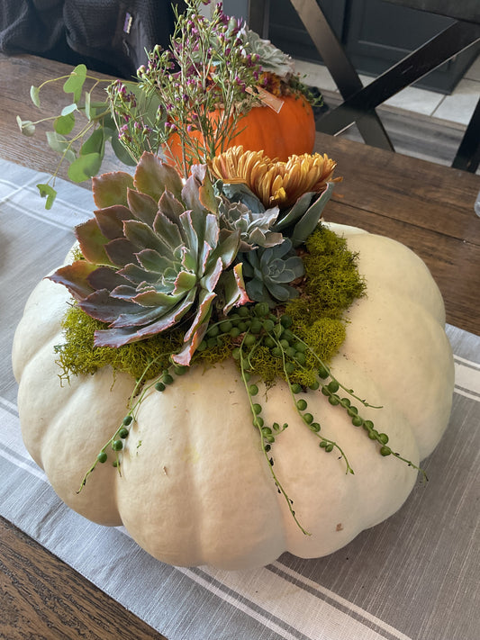 Pumpkin Succulent Large 10"