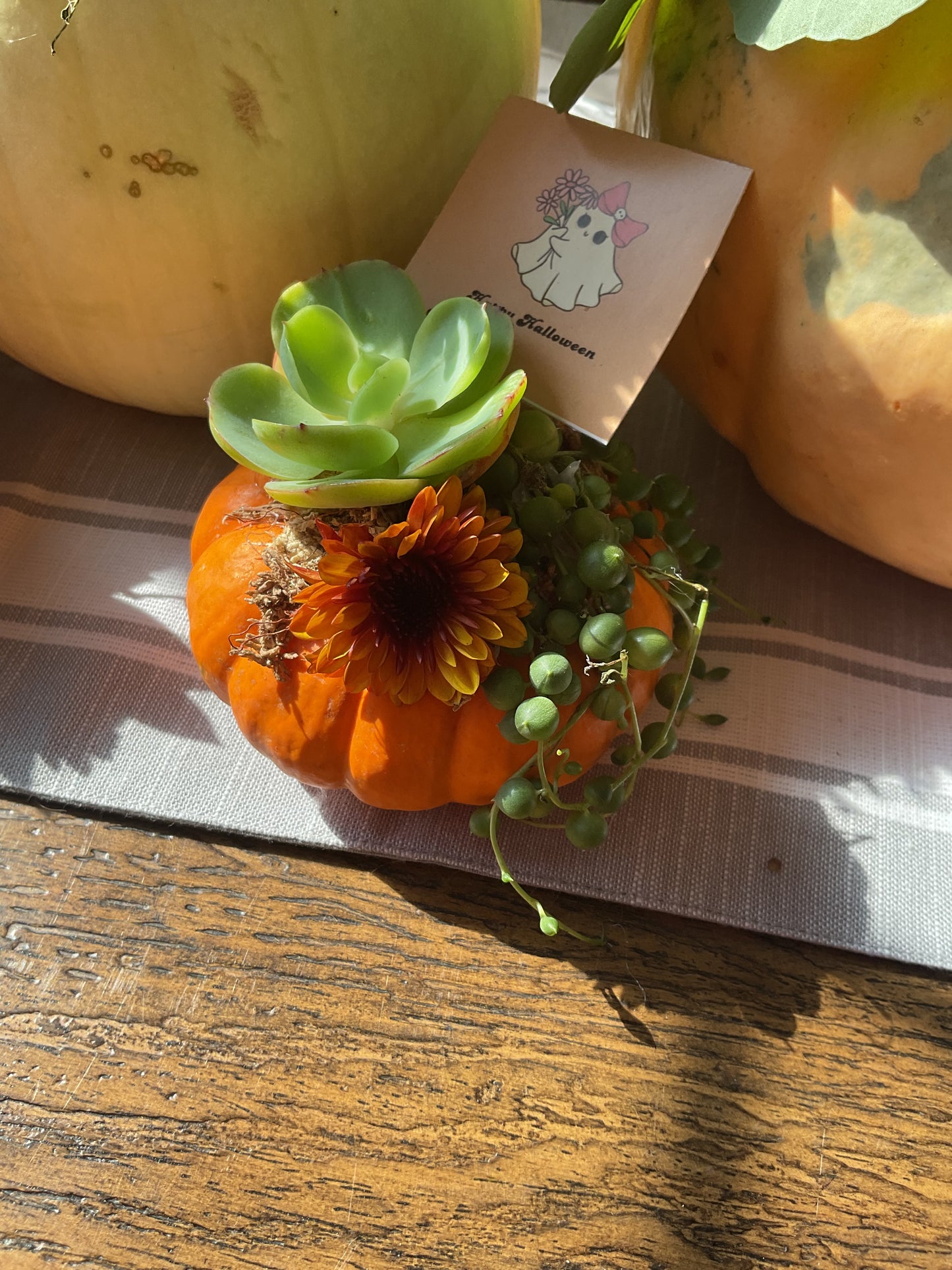 Pumpkin Succulent Large 10"