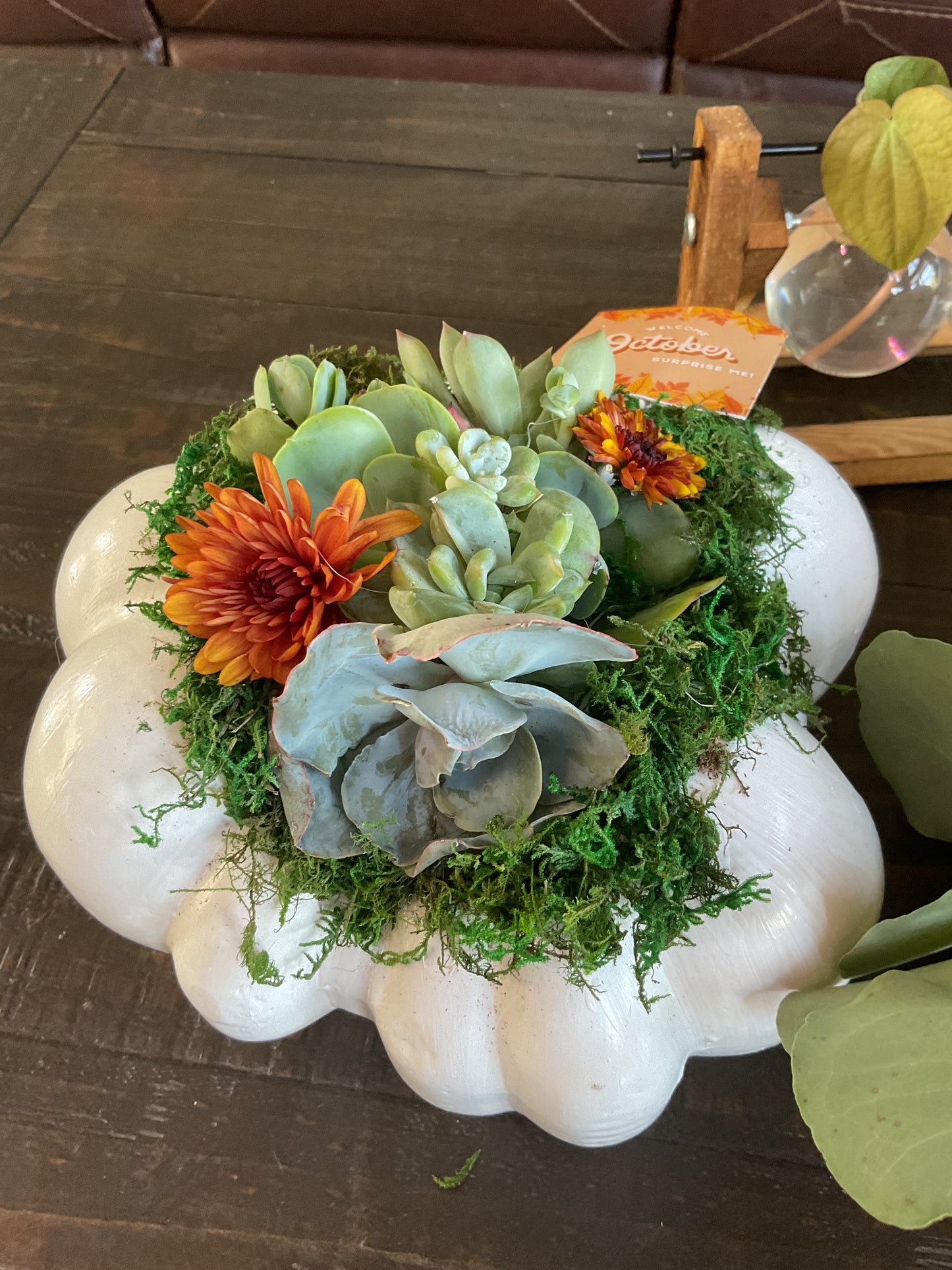 Pumpkin Succulent Large 10"