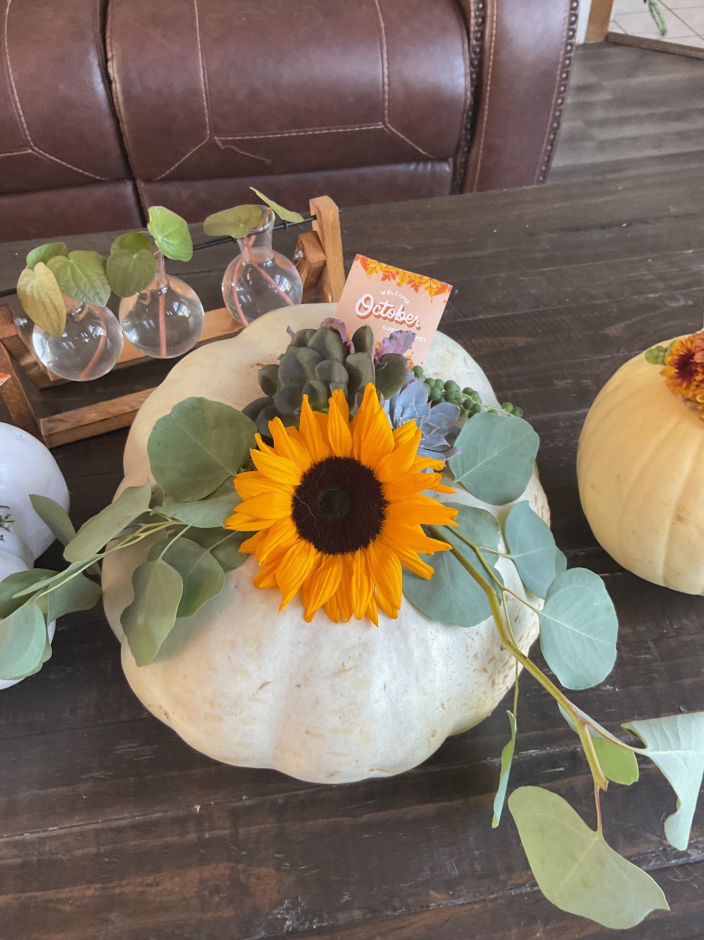 Pumpkin Succulent Large 10"