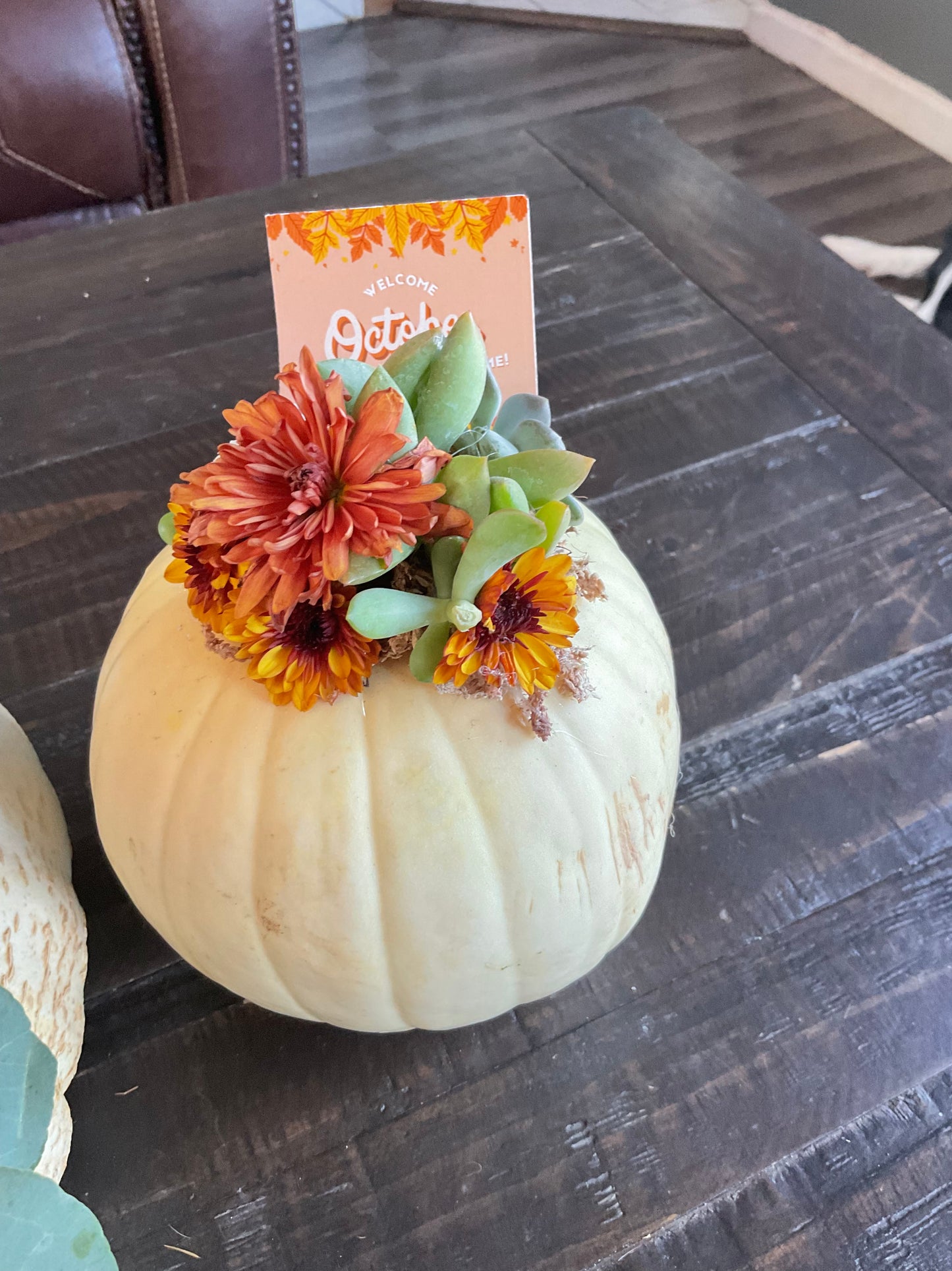 Pumpkin Succulent Large 10"
