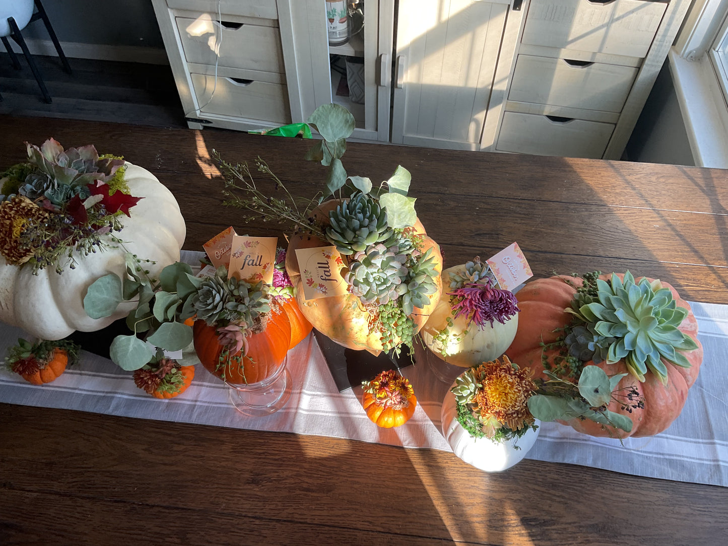 Desktop Mini Succulent Pumpkin