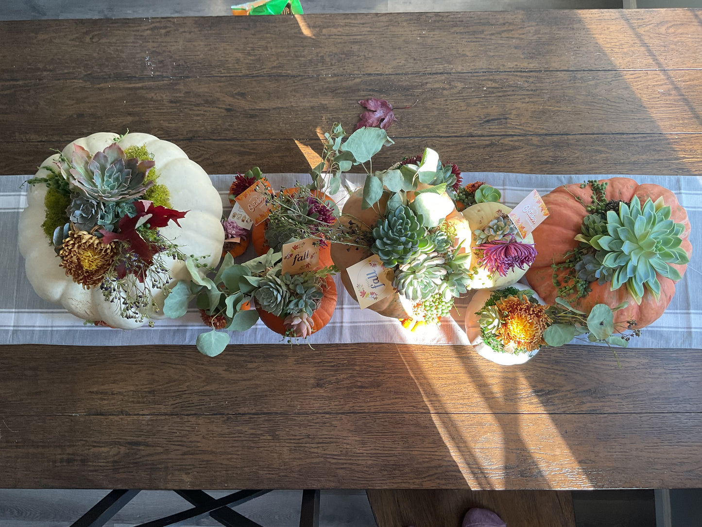 Desktop Mini Succulent Pumpkin