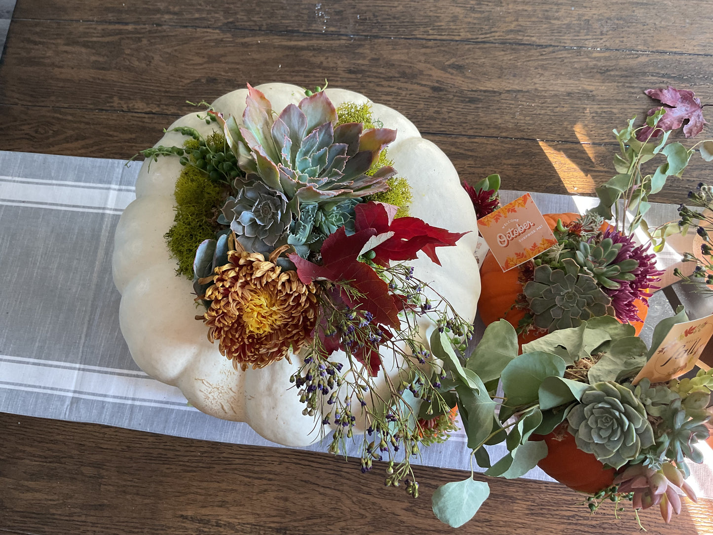 Pumpkin Succulent Large 10"