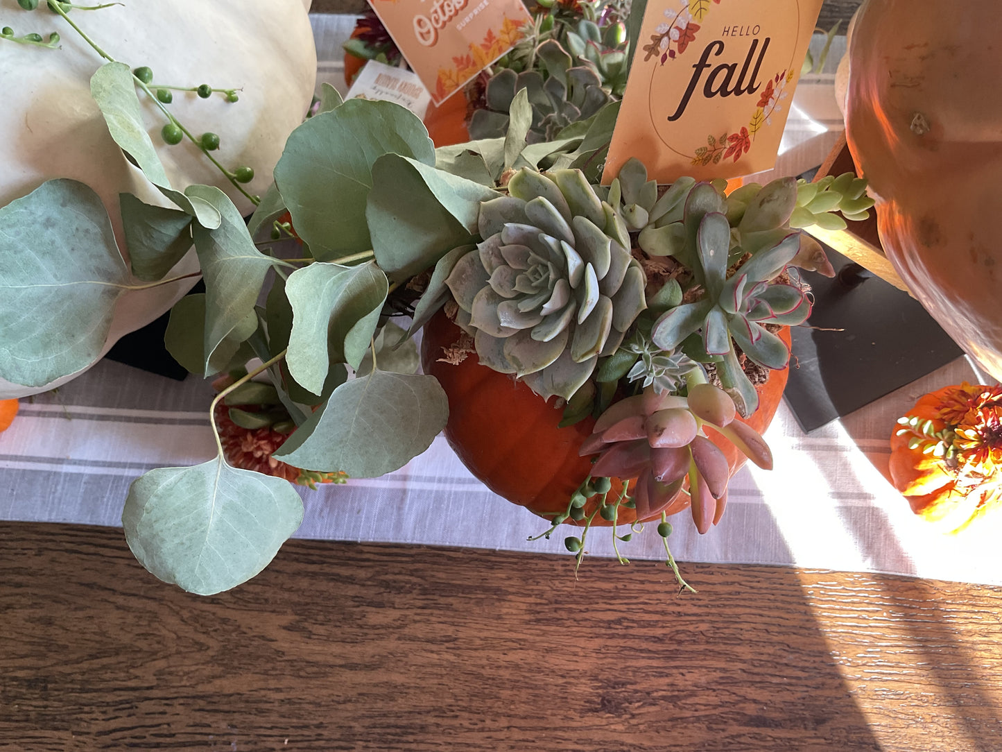 Pumpkin Succulent Large 10"