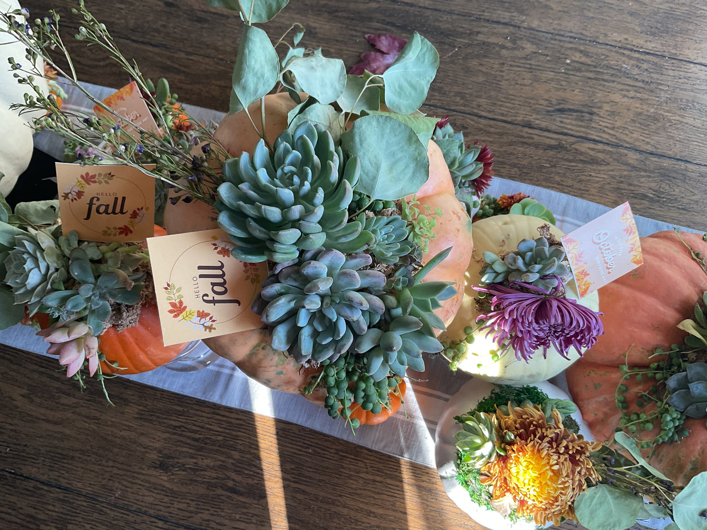 Pumpkin Succulent Large 10"