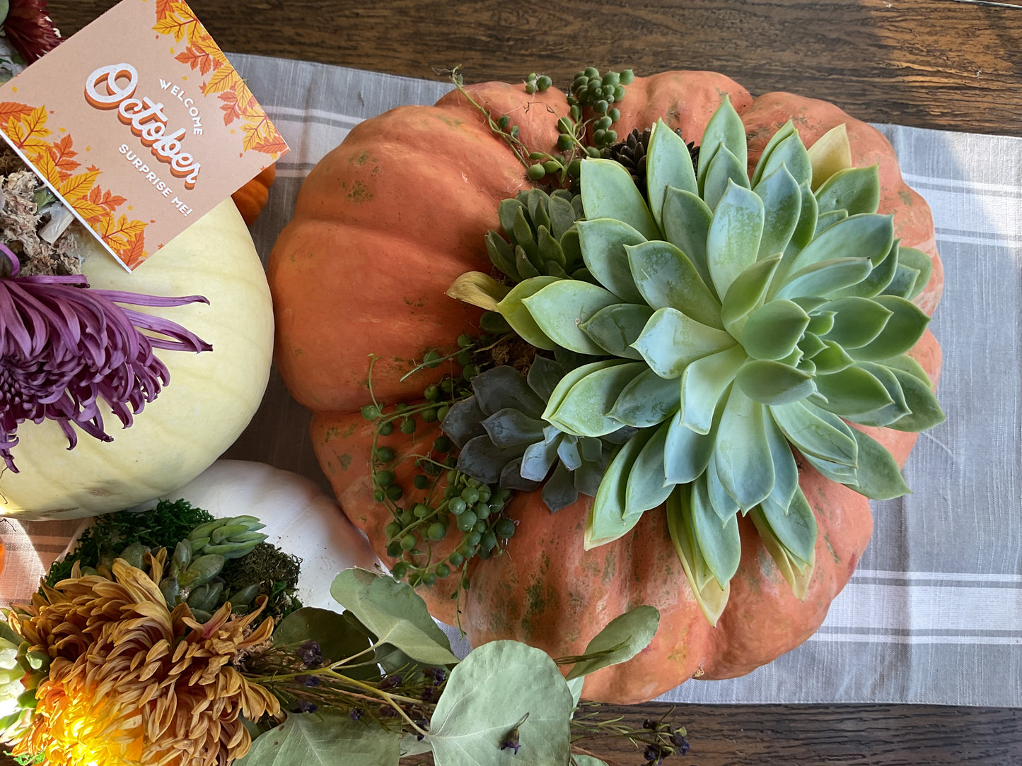 Pumpkin Succulent Large 10"