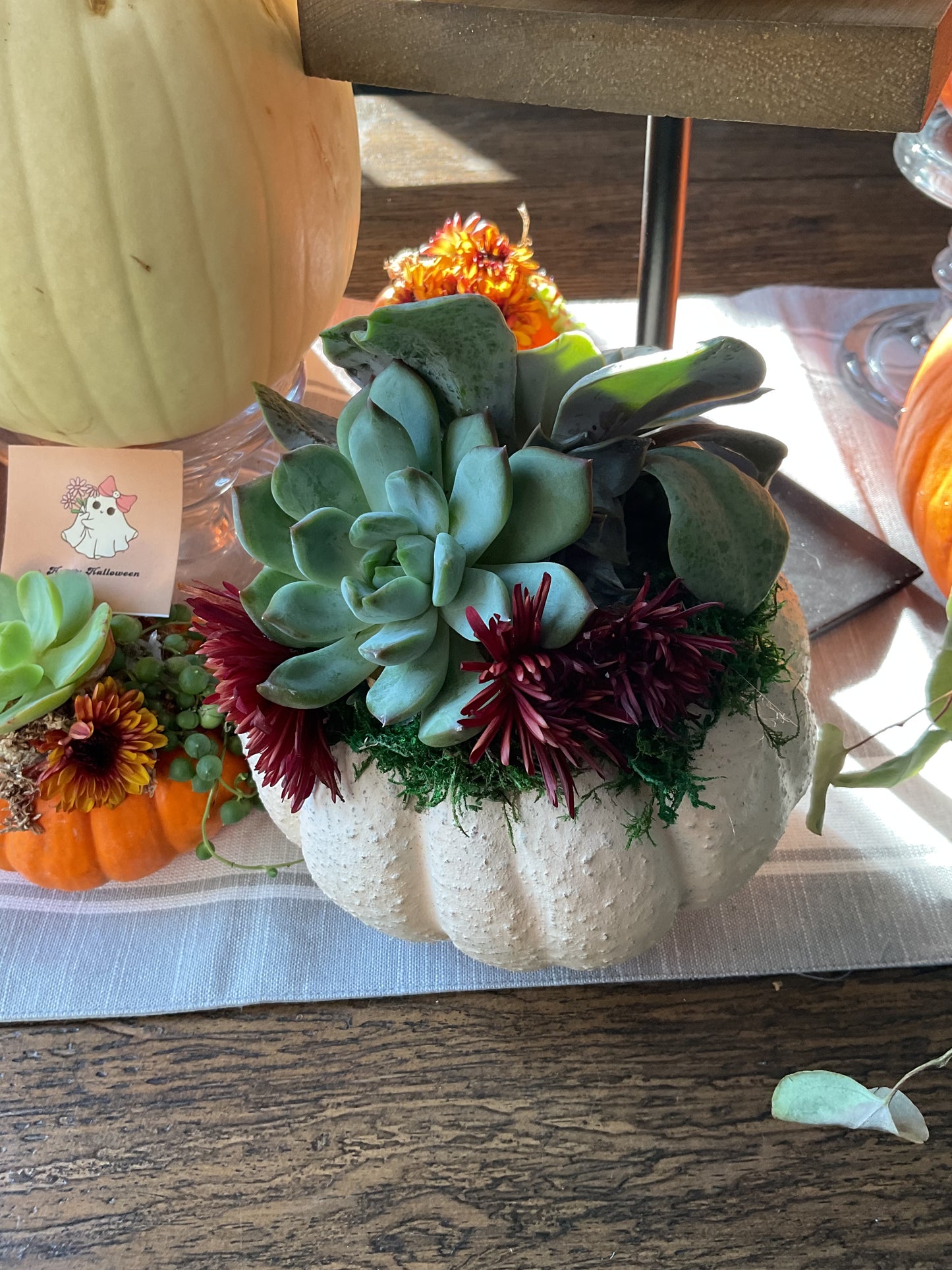 Pumpkin Succulent Large 10"