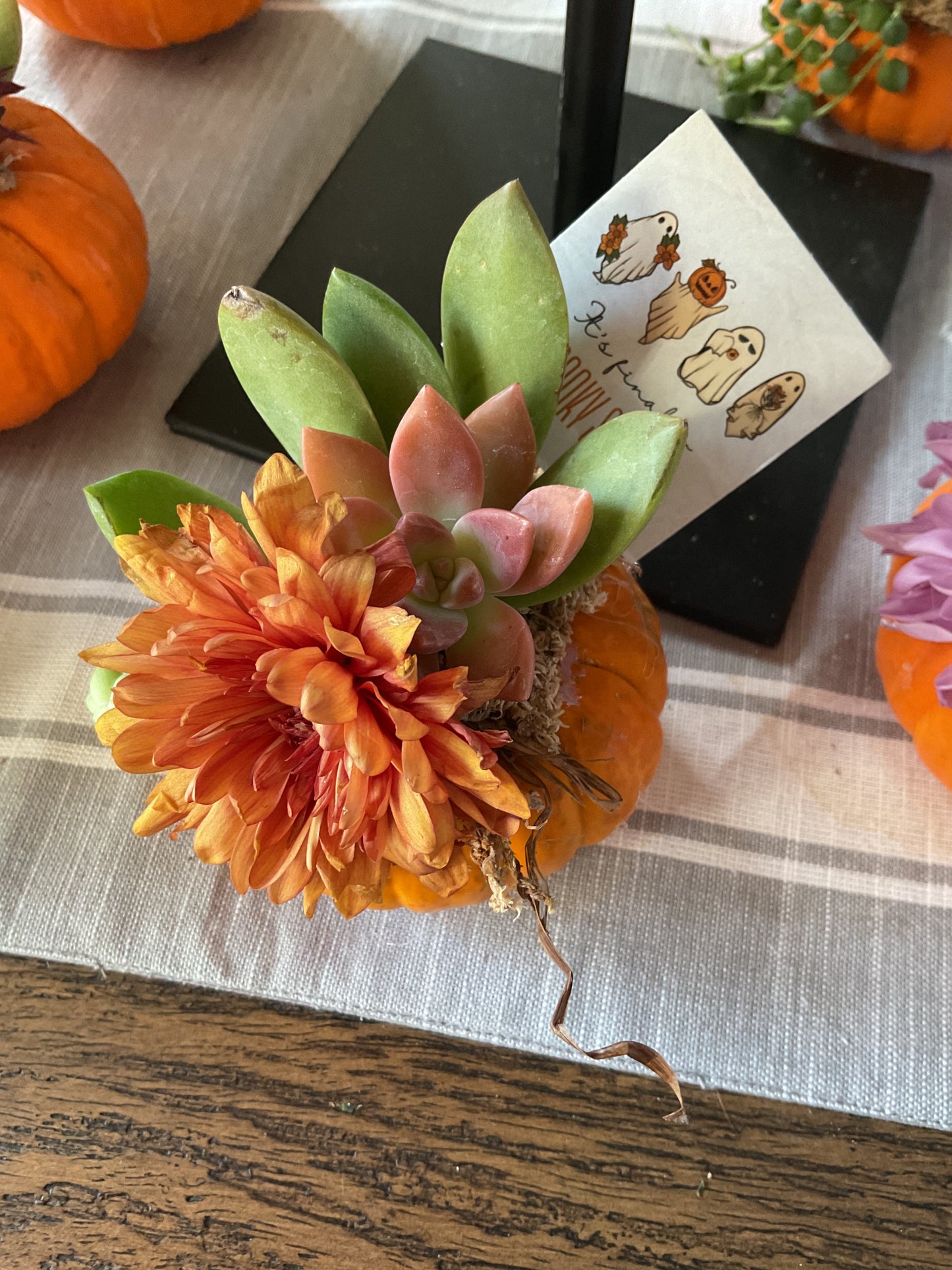 Desktop Mini Succulent Pumpkin