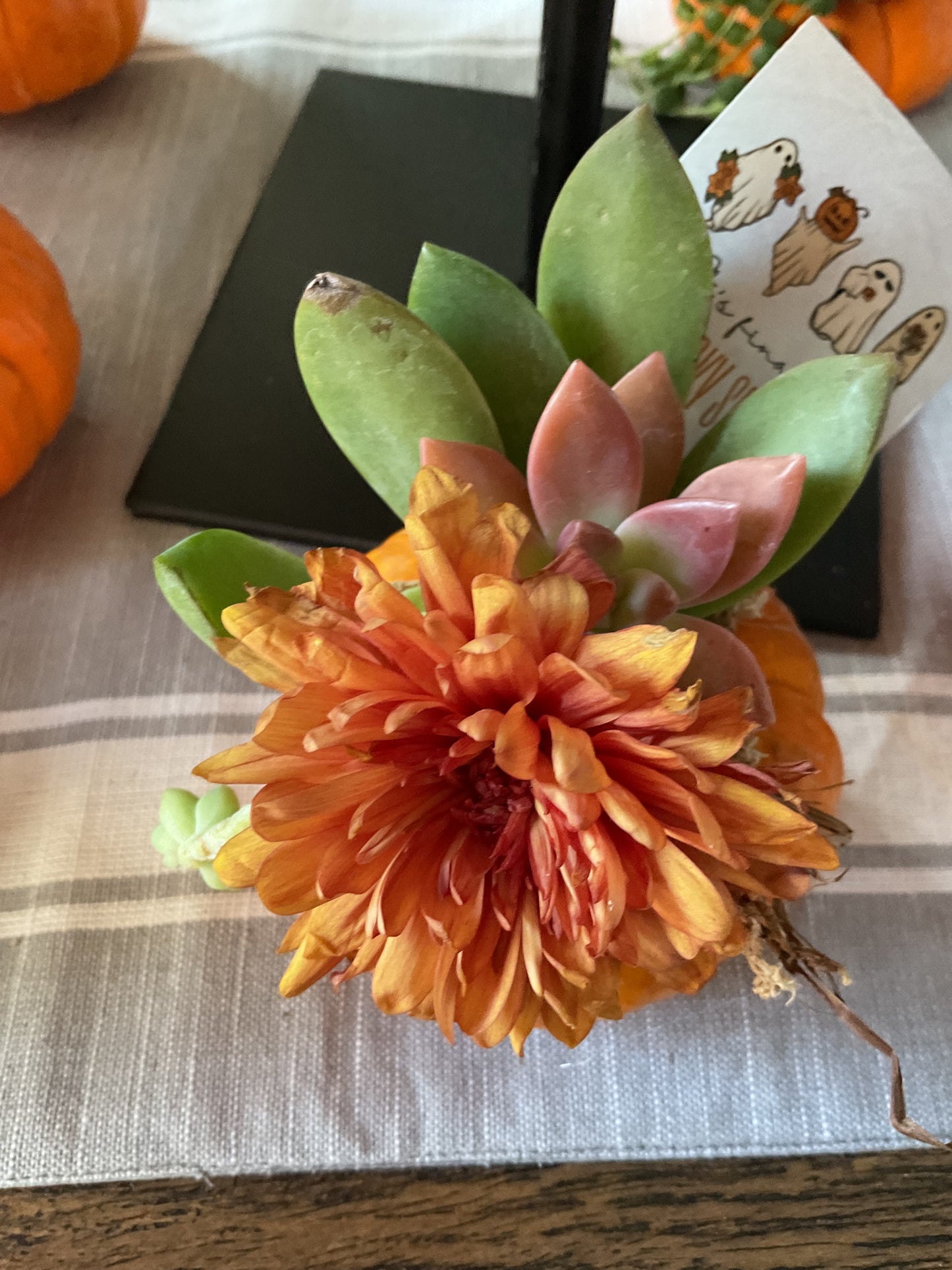 Desktop Mini Succulent Pumpkin