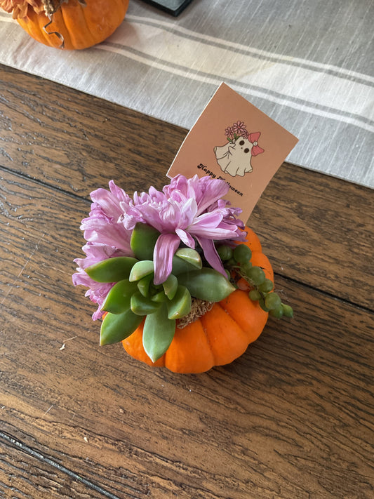 Desktop Mini Succulent Pumpkin