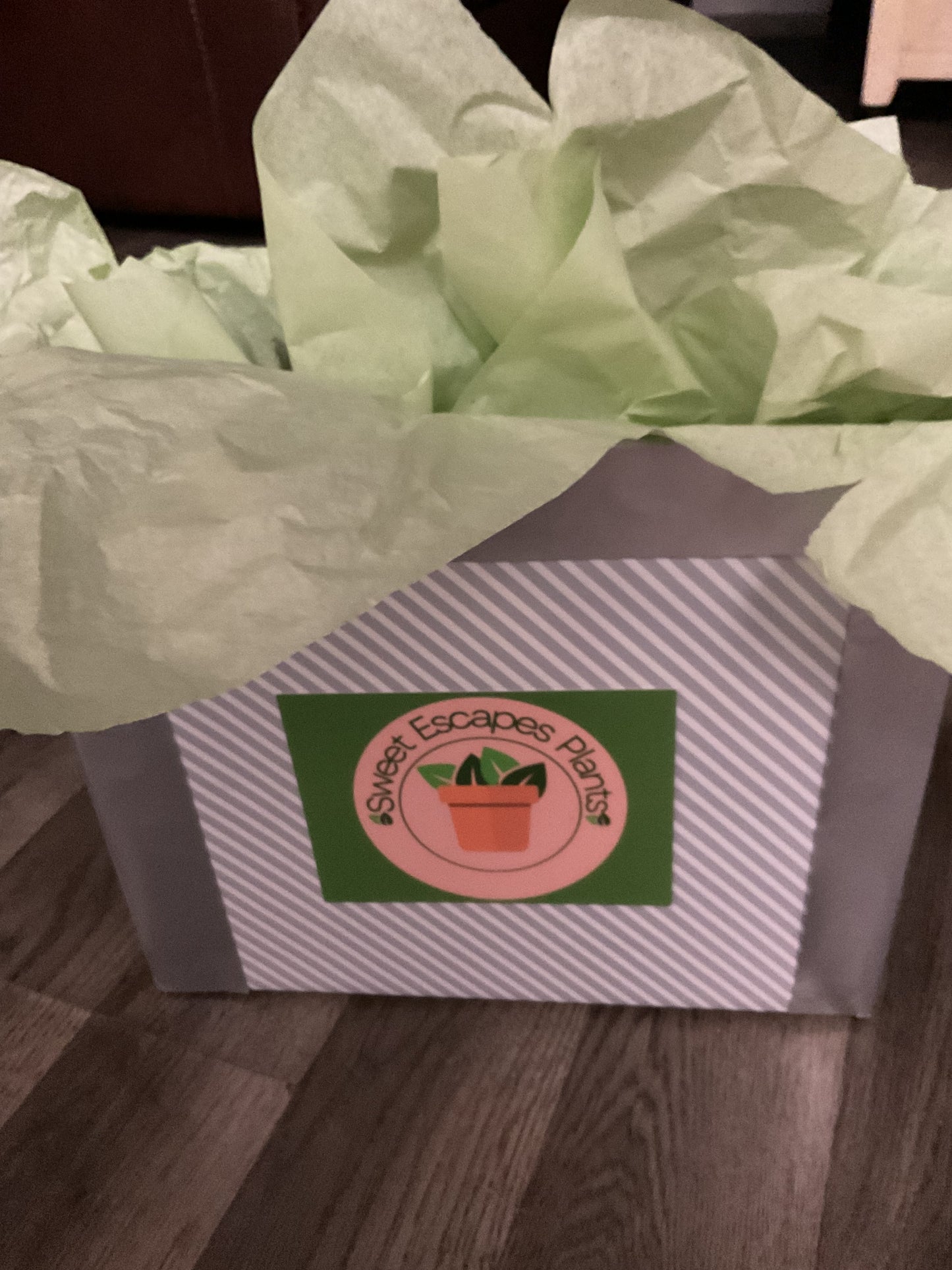 Pumpkin Succulent Large 10"