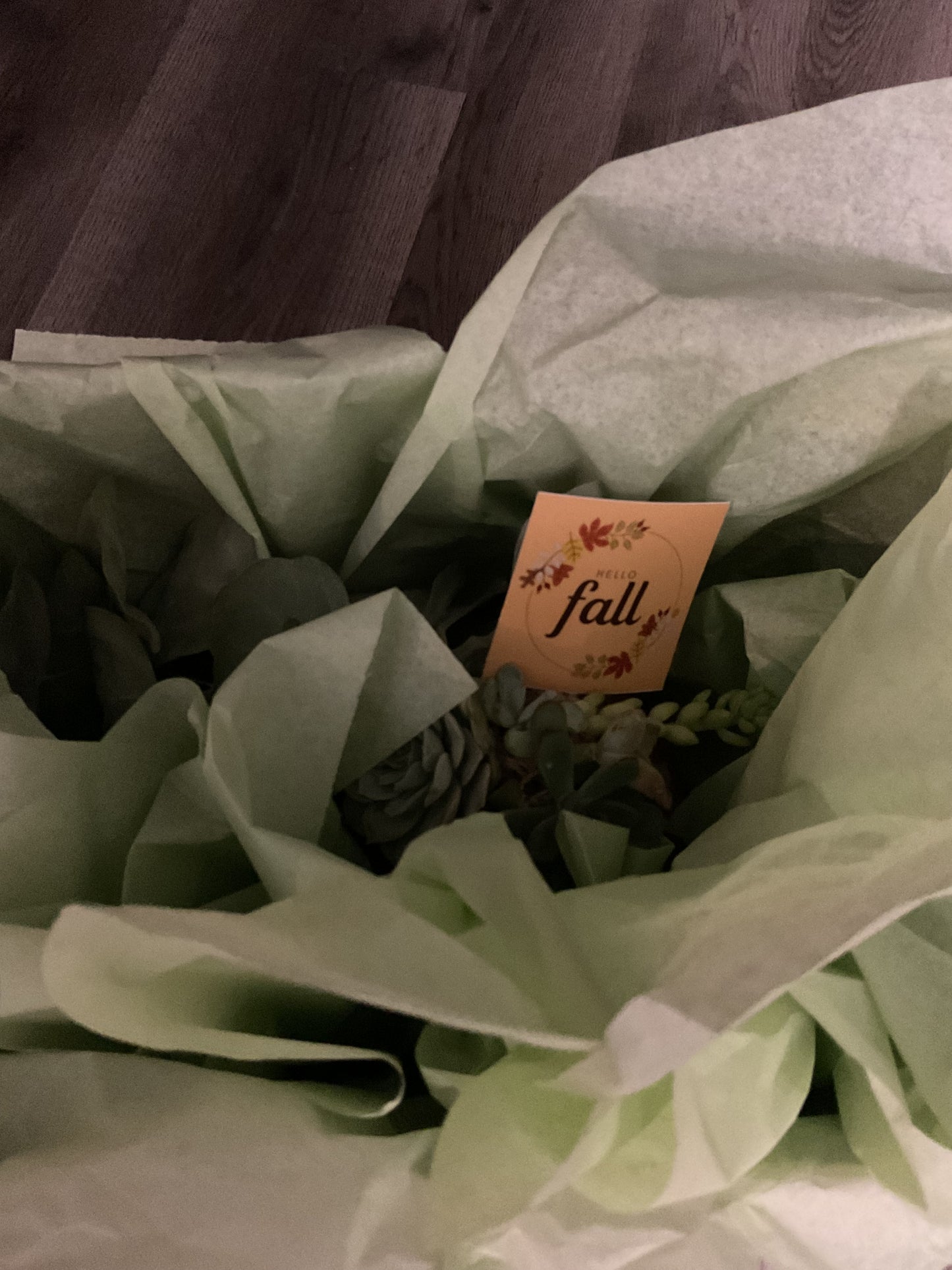 Desktop Mini Succulent Pumpkin