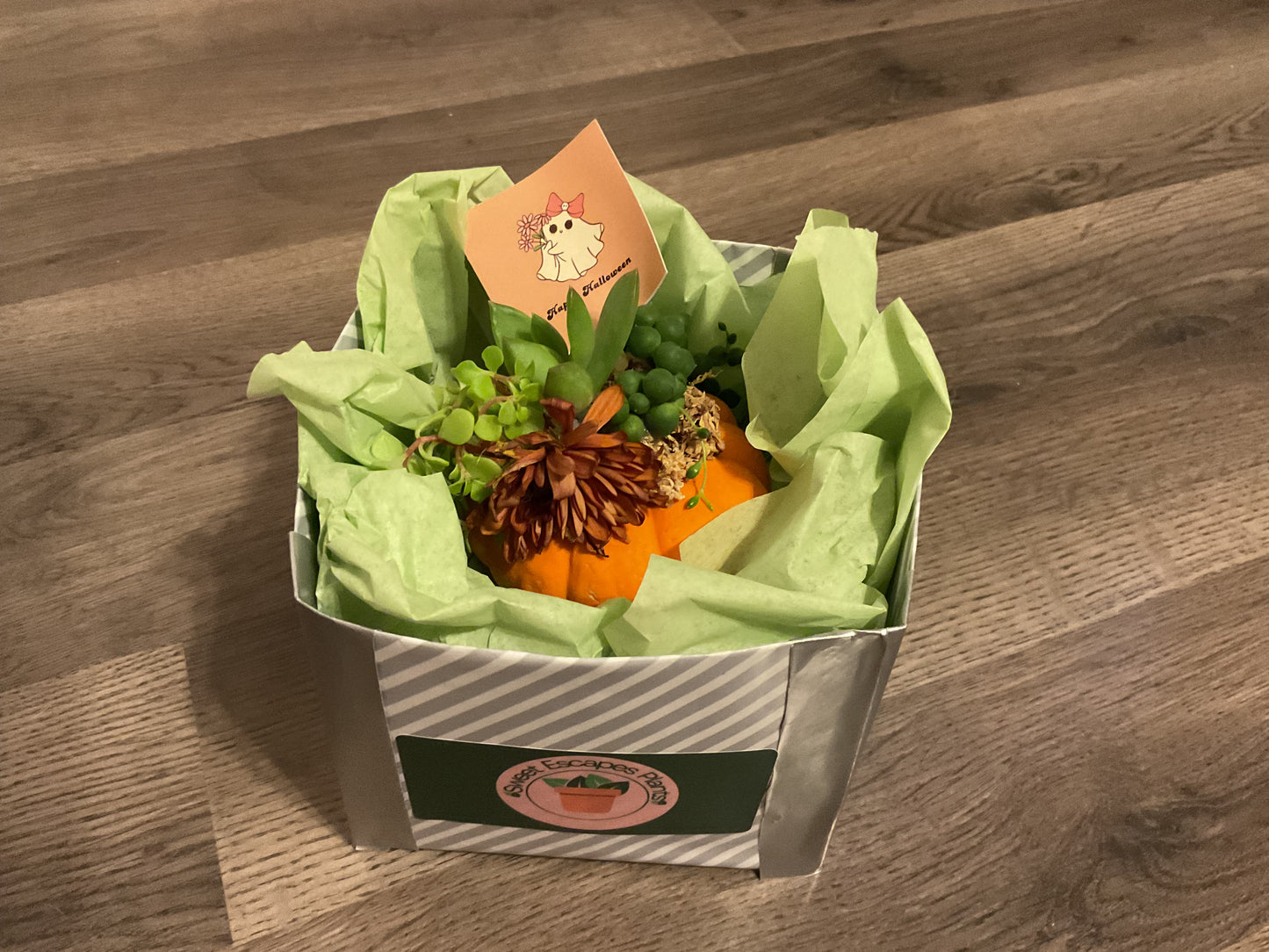 Pumpkin Succulent Small 6"