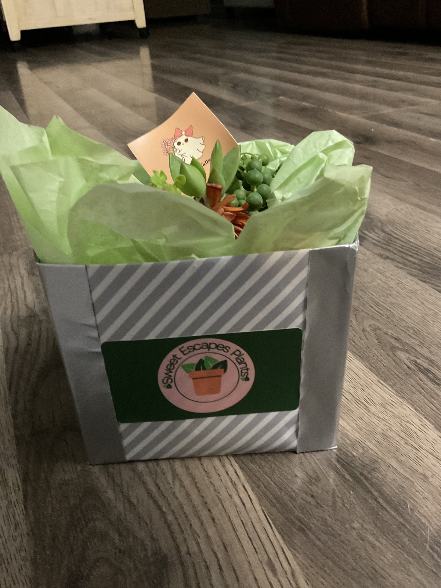 Pumpkin Succulent Small 6"