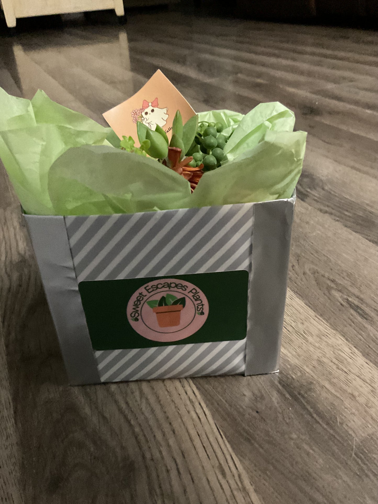 Pumpkin Succulent Large 10"