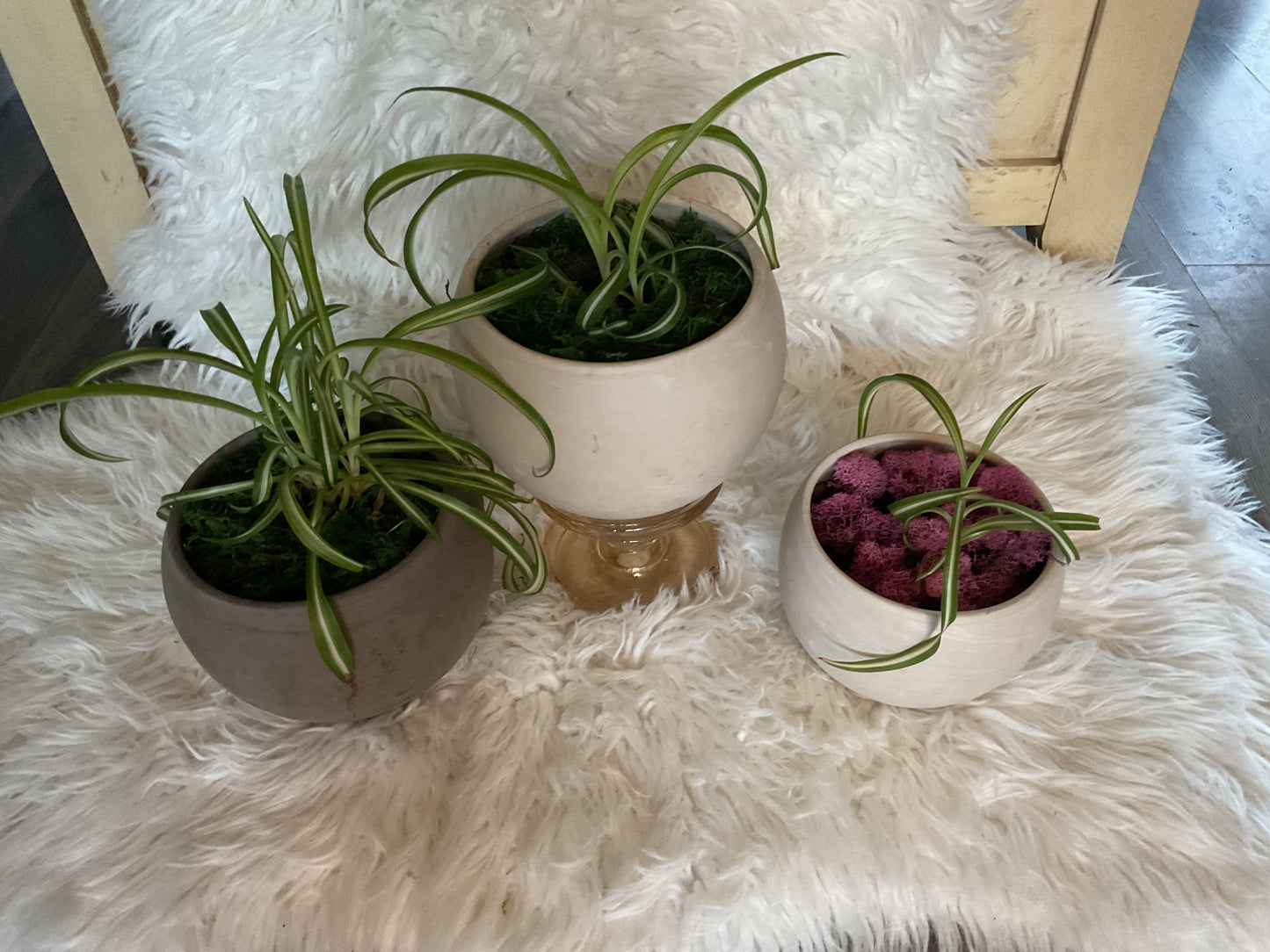 'Bonnie' Spider Plant in Terra Cotta Pot