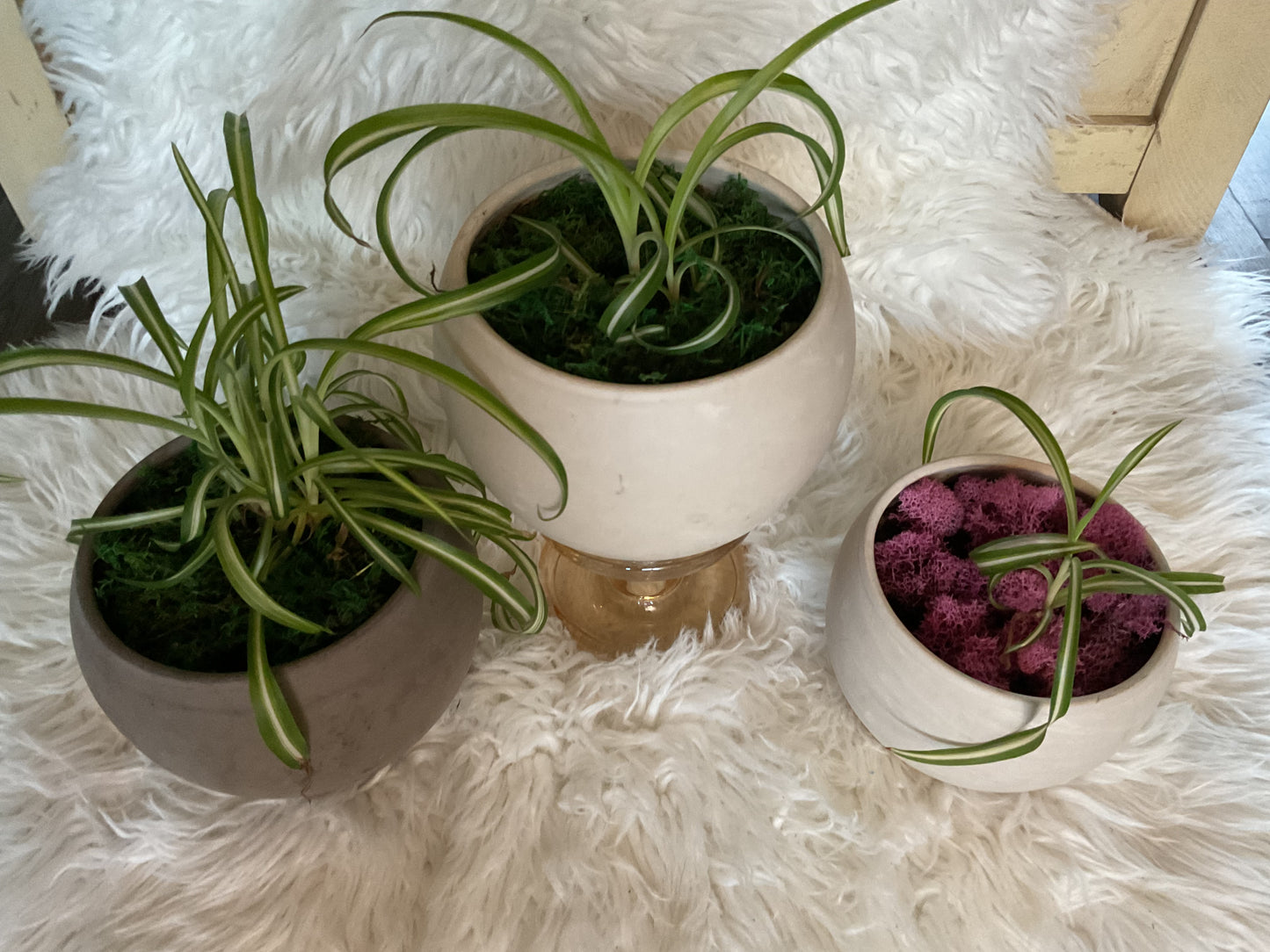 'Bonnie' Spider Plant in Terra Cotta Pot