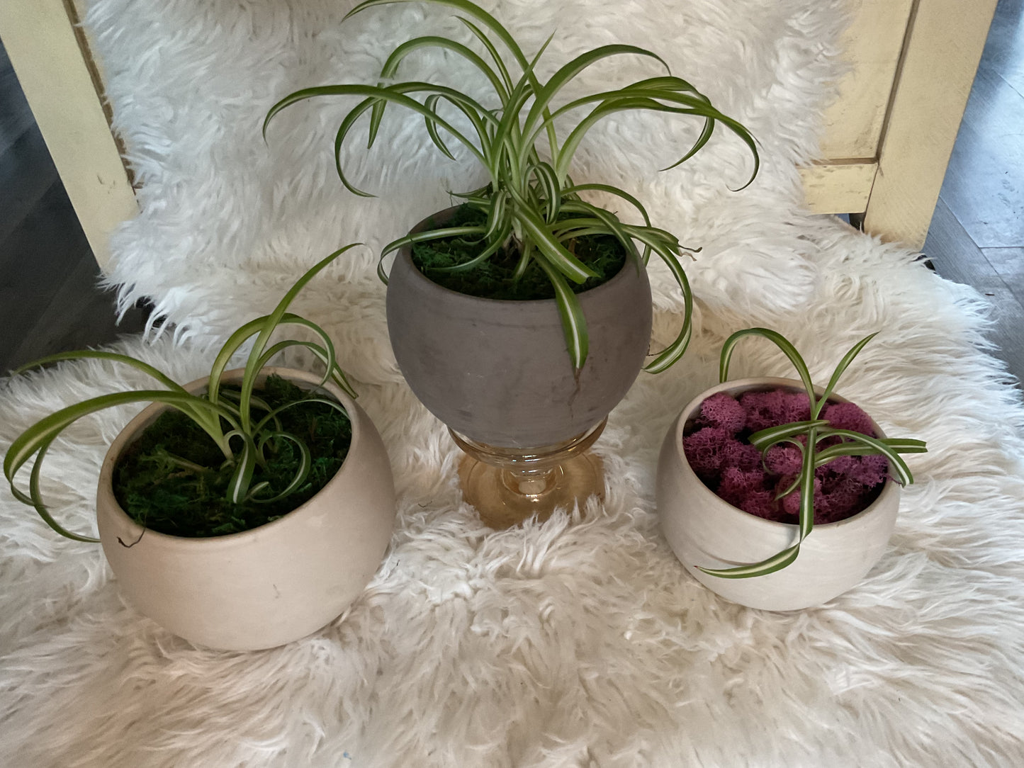 'Bonnie' Spider Plant in Terra Cotta Pot