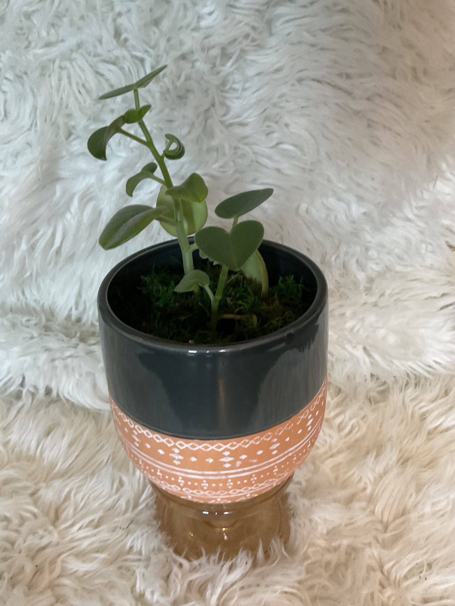 Peperomia Incana (Fuzzy Peperomia) Planted in Grey/Peach Planter