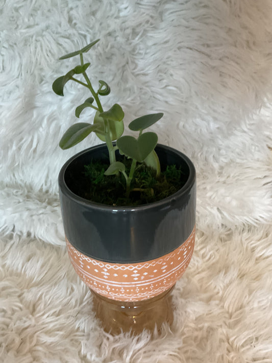 Peperomia Incana (Fuzzy Peperomia) Planted in Grey/Peach Planter