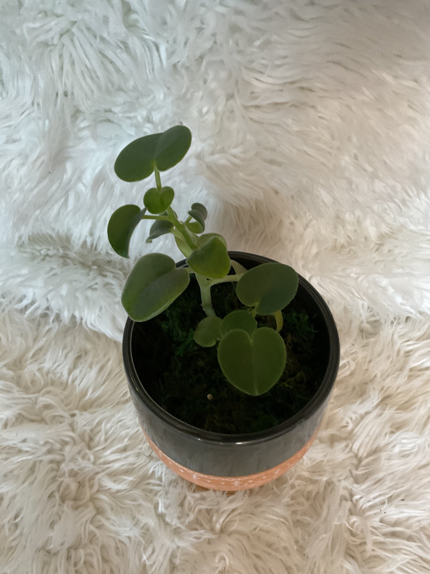 Peperomia Incana (Fuzzy Peperomia) Planted in Grey/Peach Planter