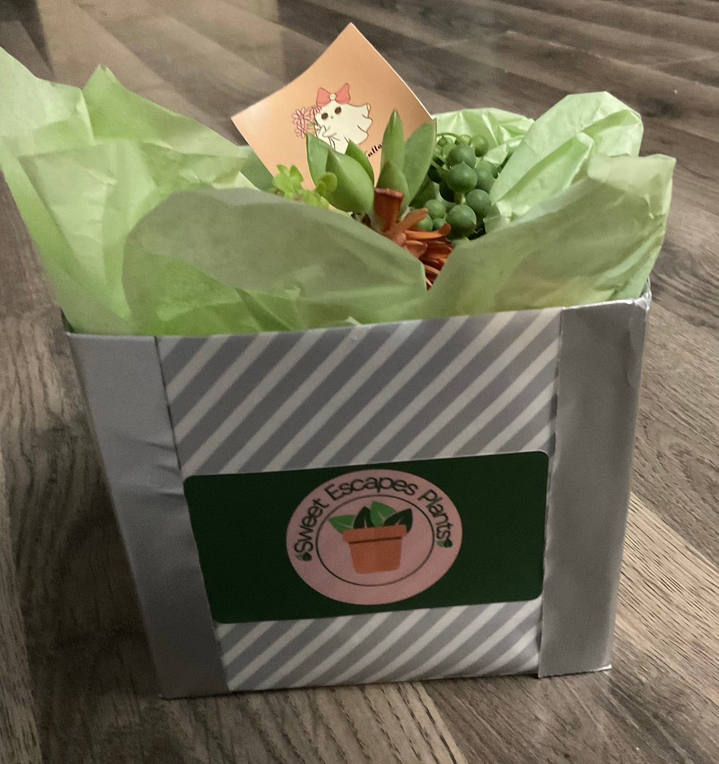 Pumpkin Succulent Small 6"