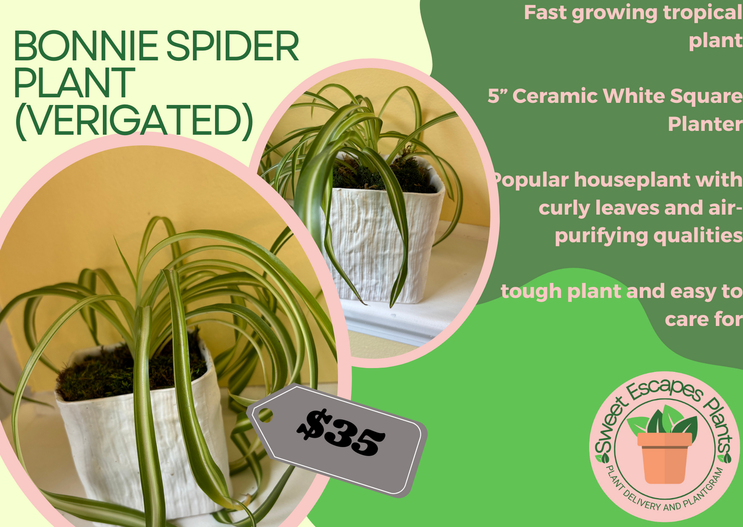 Potted 'Bonnie' Spider plant