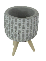 Potted Succulent "Burro's Tail" or Donkey Tail