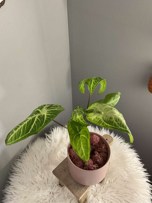 Arrowhead Batik Potted Plant