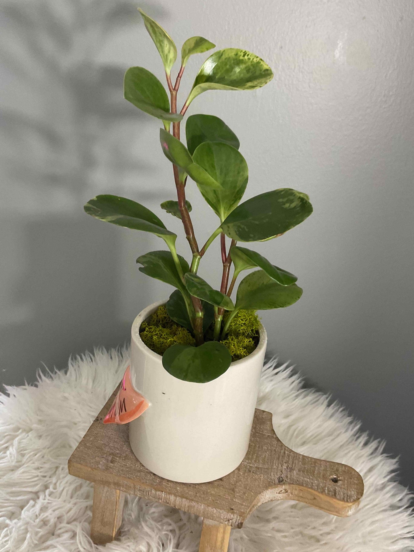 Peperomia potted Super Mom Pot 5.25"x 4.25"x 4.5"
