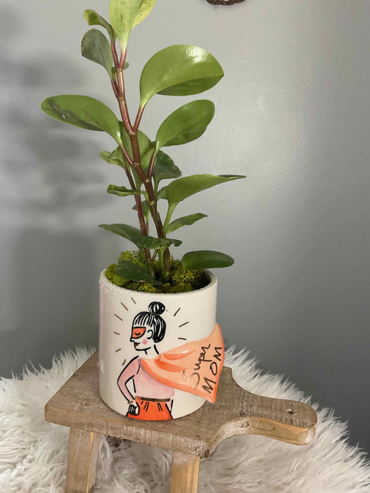 Peperomia potted Super Mom Pot 5.25"x 4.25"x 4.5"