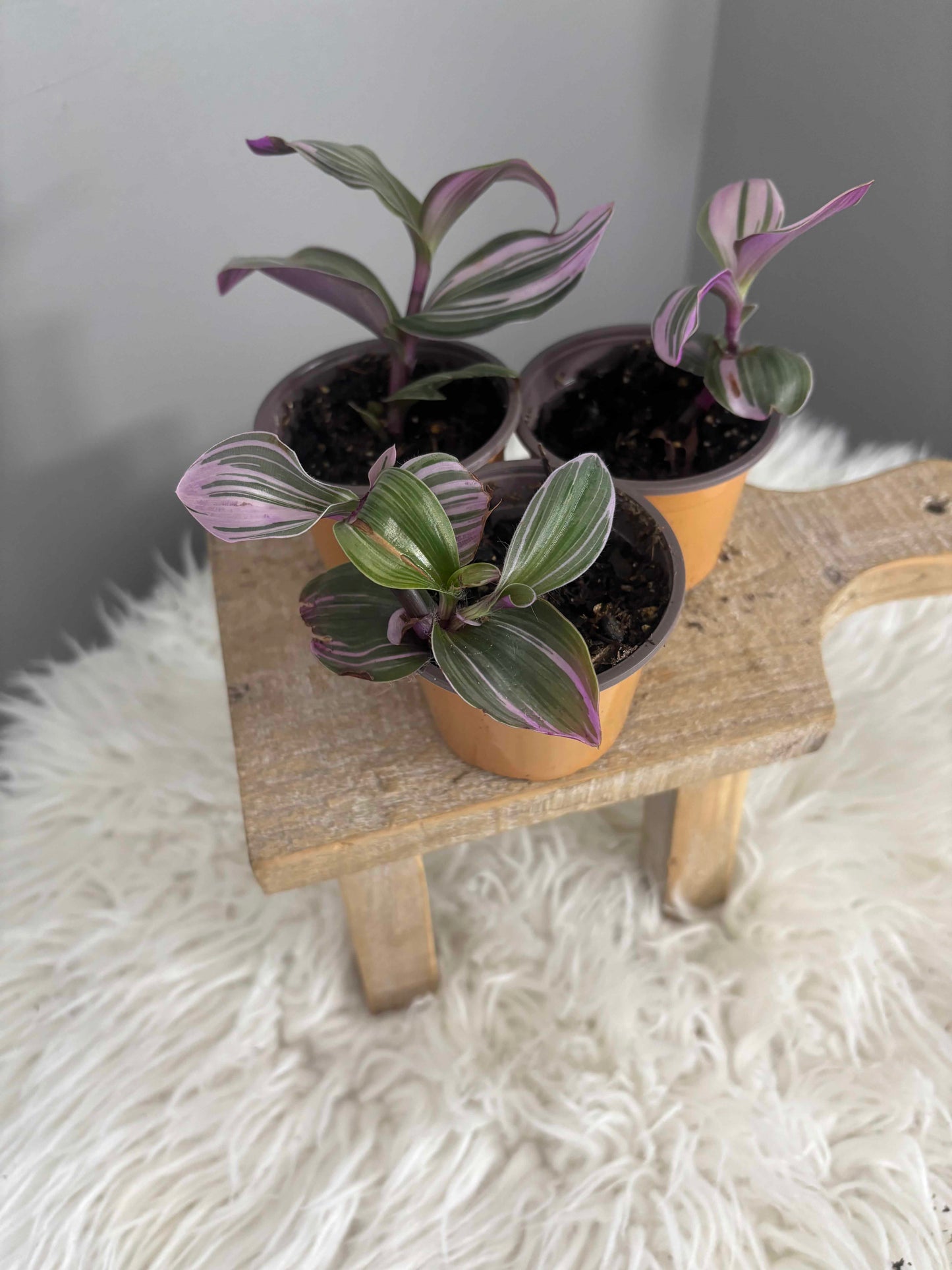 Tradescantia Nanouk 2 in Nursery Pot