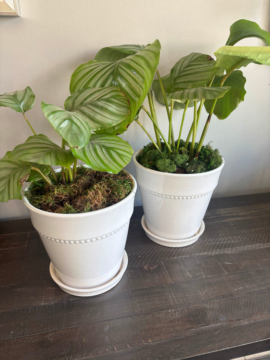 Potted Calathea Orbifolia